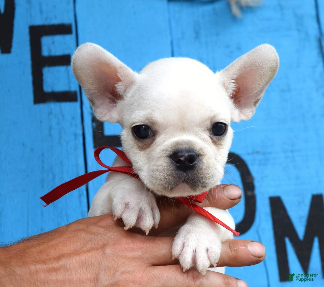 French Bulldog dogs for sale: Fido - Image 21