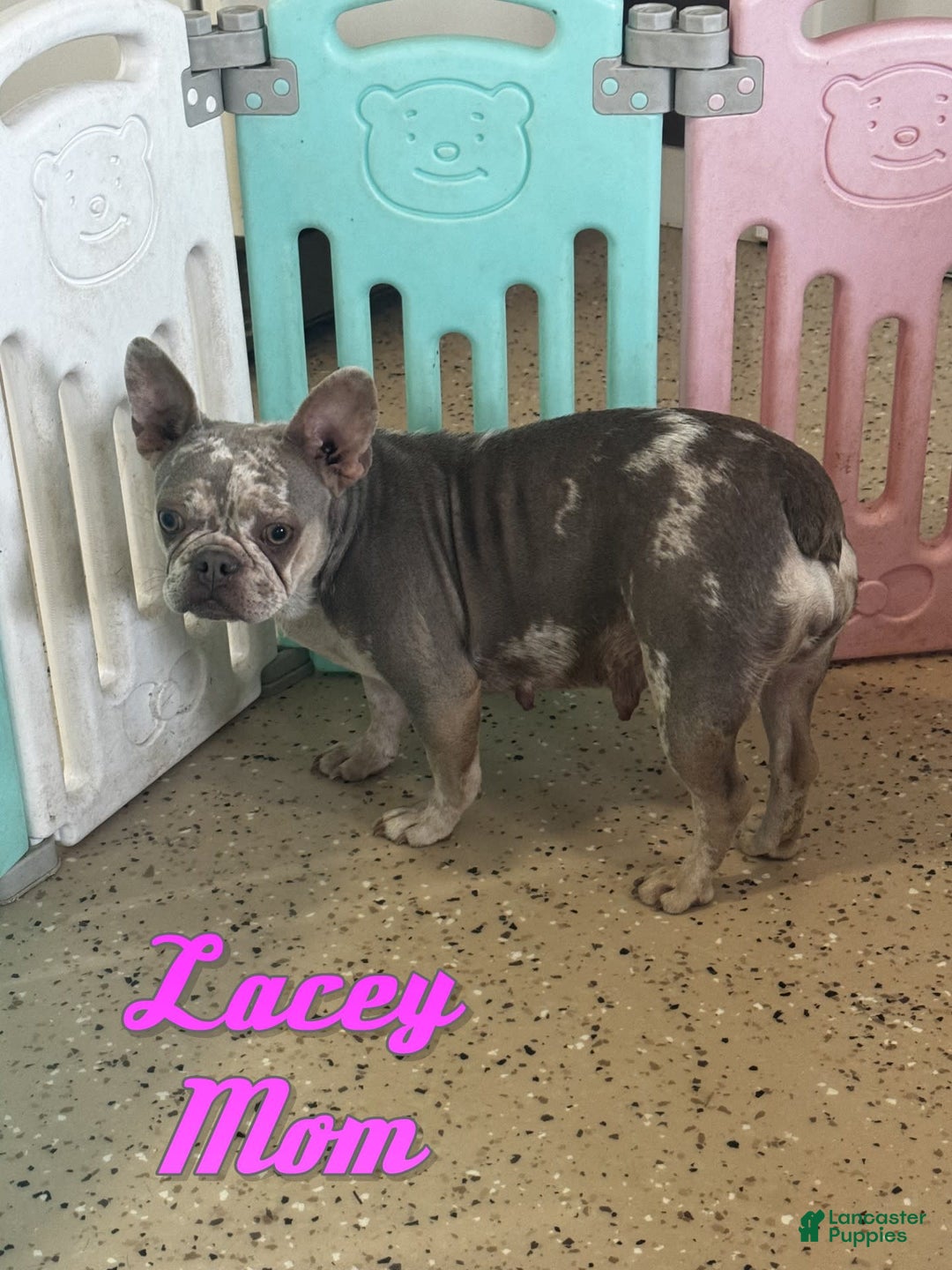 French Bulldog dogs for sale: Wesley - Image 9