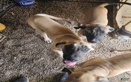 English Mastiff dogs for sale: Angel - Image 2