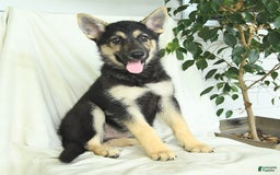 Gerberian Shepsky dogs for sale: Marigold - Image 4
