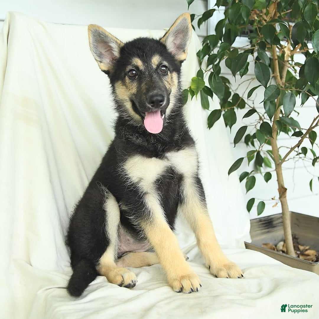 Gerberian Shepsky dogs for sale: Marigold - Image 4