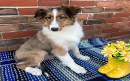 Shetland Sheepdog dogs for sale: Silas - Image 2