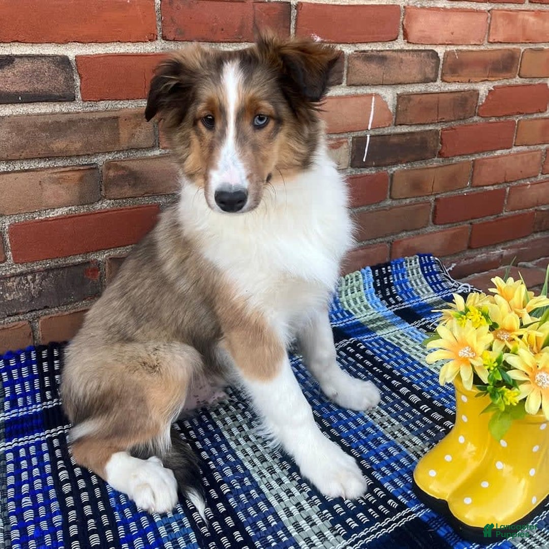 Shetland Sheepdog dogs for sale: Silas - Image 2