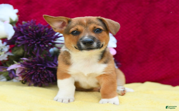 Welsh Corgi Pembroke dogs - Advert 6