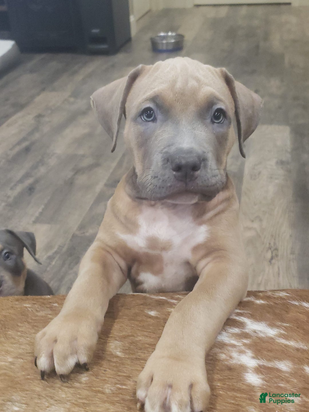 American Bully dogs for sale: Big Hoss - Image 137