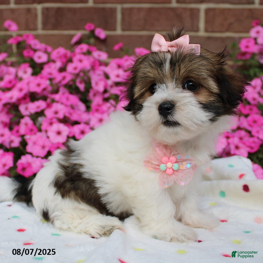 Malshi dogs for sale: Avery - Image 6