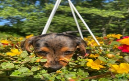 Dachshund dogs for sale: Coco - Image 7