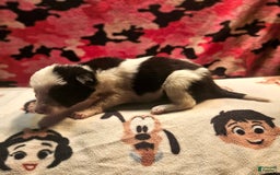 Border Collie dogs for sale: Justi - Image 5