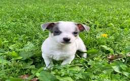 Chihuahua dogs for sale: Lucas - Image 3