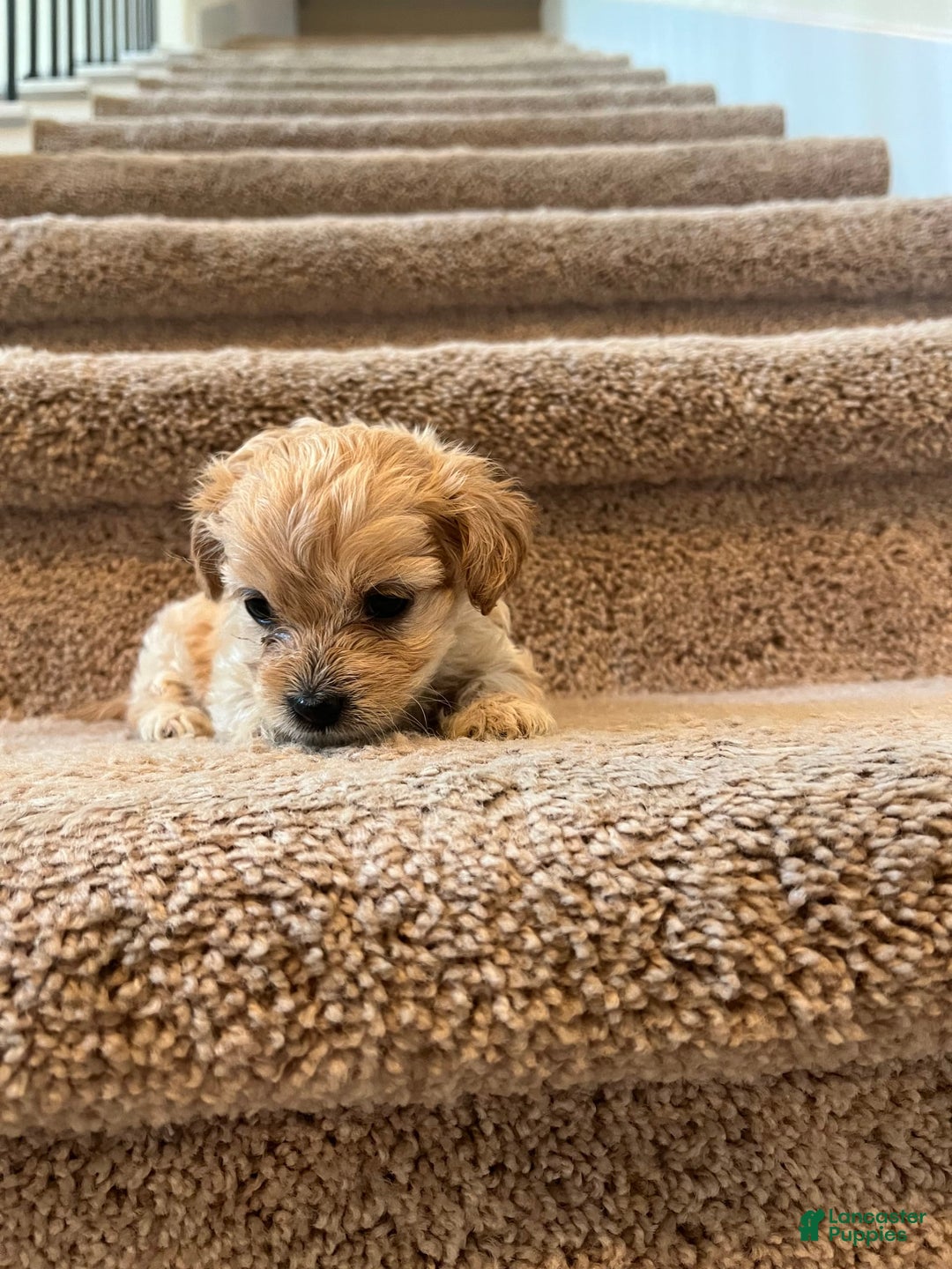 Maltipoo dogs for sale: Luna - Image 3