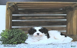 Cavapoo dogs for sale: Cavapoo 5 puppies - Image 12