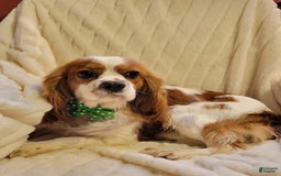 Beaglier dogs for sale: Oscar - Image 11