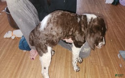 Brittany Spaniel dogs for sale: Freckles - Image 2