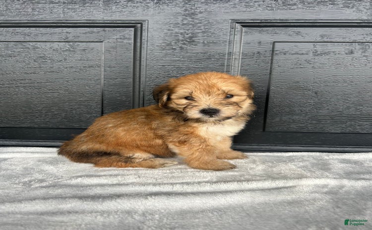 Yochon dogs for sale - Ad 1