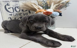 Cane Corso dogs for sale: Axel - Image 1