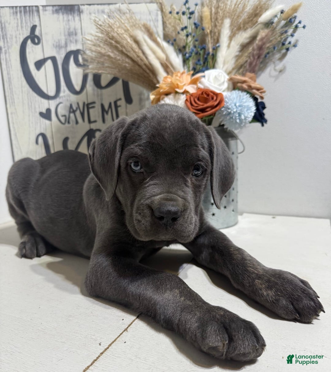 Cane Corso dogs for sale: Axel - Image 1
