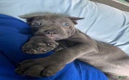 Cane Corso dogs for sale: Doodle bob - Image 1