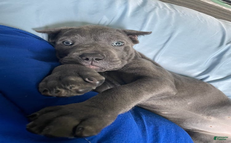 Cane Corso dogs for sale - Ad 4