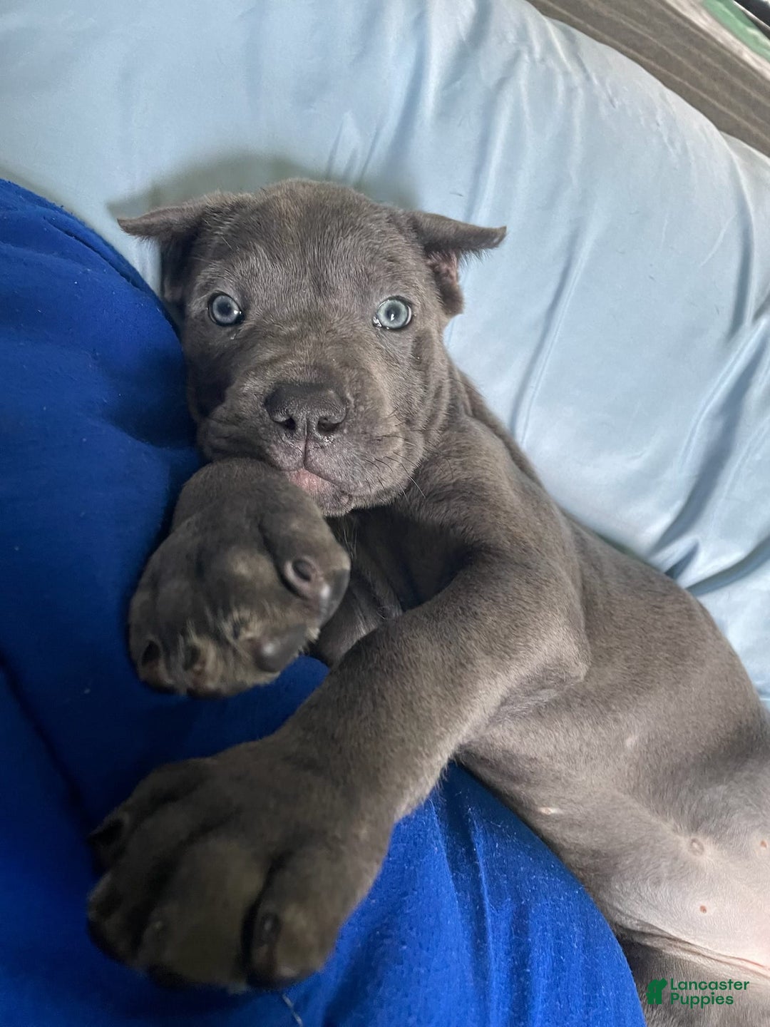 Cane Corso dogs for sale: Doodle bob - Image 1