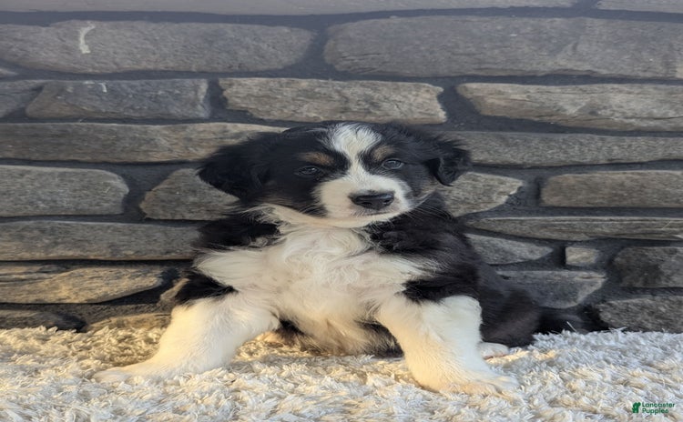 Australian Shepherd dogs for sale - Ad 3
