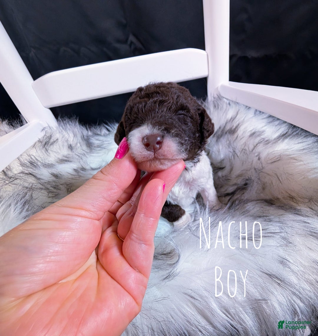 Mini Bernedoodle dogs for sale: Nacho - Image 3