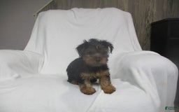 Yorkshire Terrier dogs for sale: Buddy - Image 21