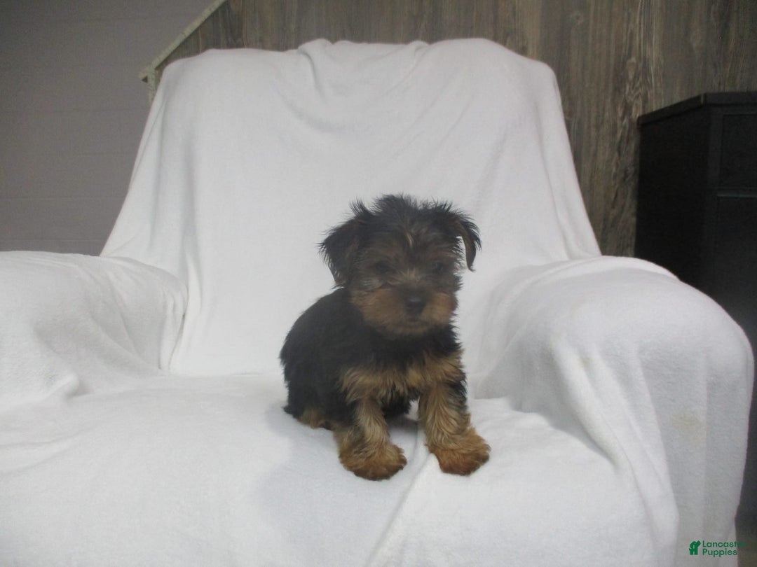 Yorkshire Terrier dogs for sale: Buddy - Image 21