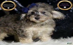 Miniature Poodle dogs for sale: Mikasa - Image 5