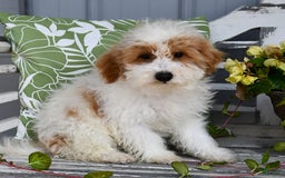 Lhasapoo dogs for sale: Cobi - Image 2
