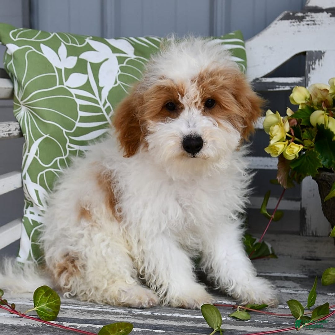 Lhasapoo dogs for sale: Cobi - Image 2