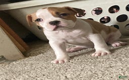 American Bully dogs for sale: Buffy - Image 3