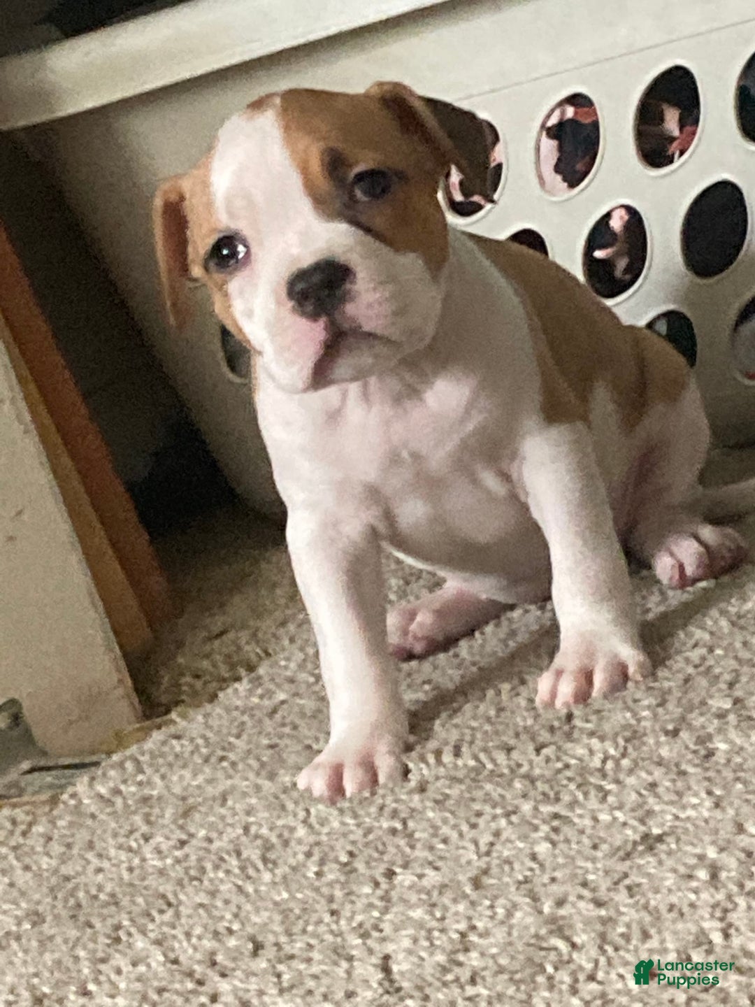 American Bully dogs for sale: Buffy - Image 3