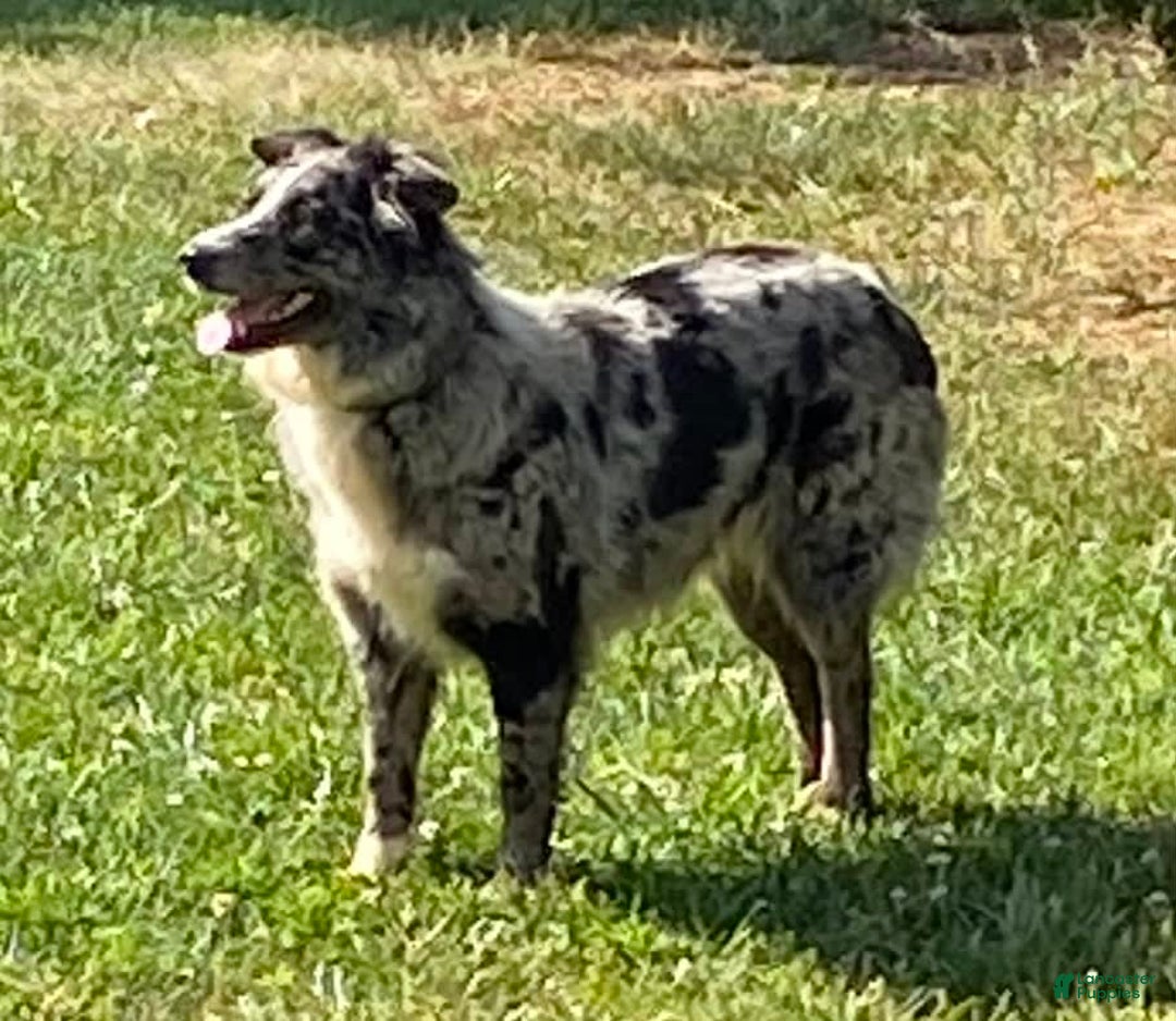 Aussiedoodle dogs for sale: Odin - Image 3