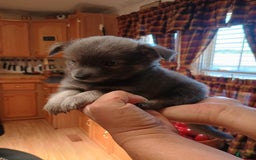 Chihuahua dogs for sale: Rocky Silver Blue - Image 7