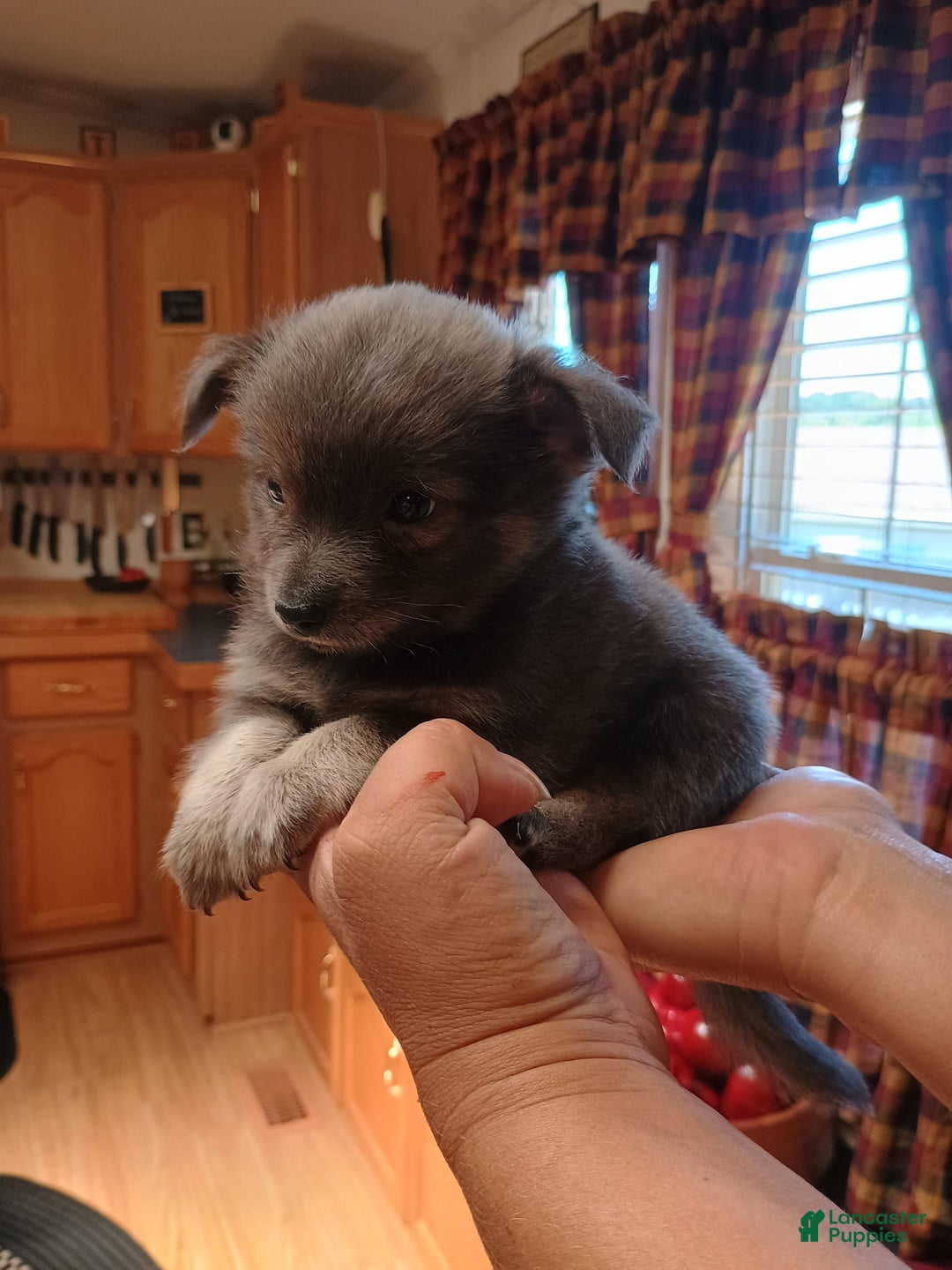 Chihuahua dogs for sale: Rocky Silver Blue - Image 7