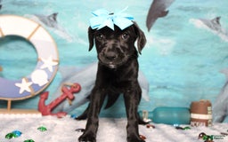 Labrador Retriever dogs for sale: Onyx - Image 4