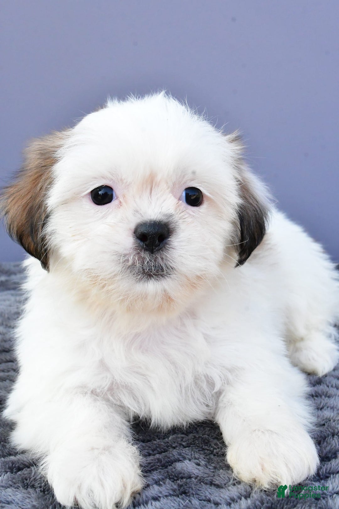 Shih Tzu dogs for sale: Shih Tzu 5 puppies - Image 2