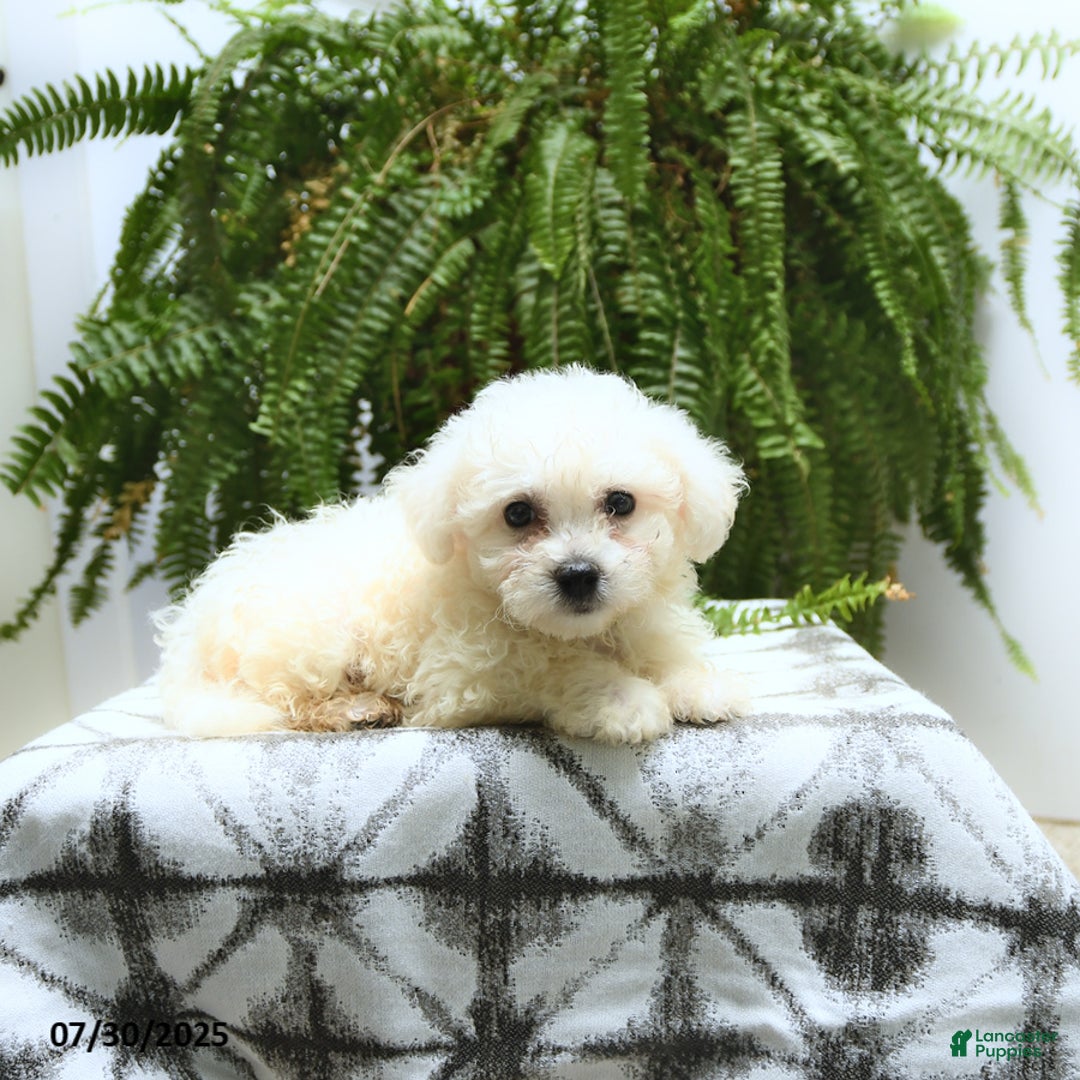 Bichon Frise dogs for sale: Zane - Image 1