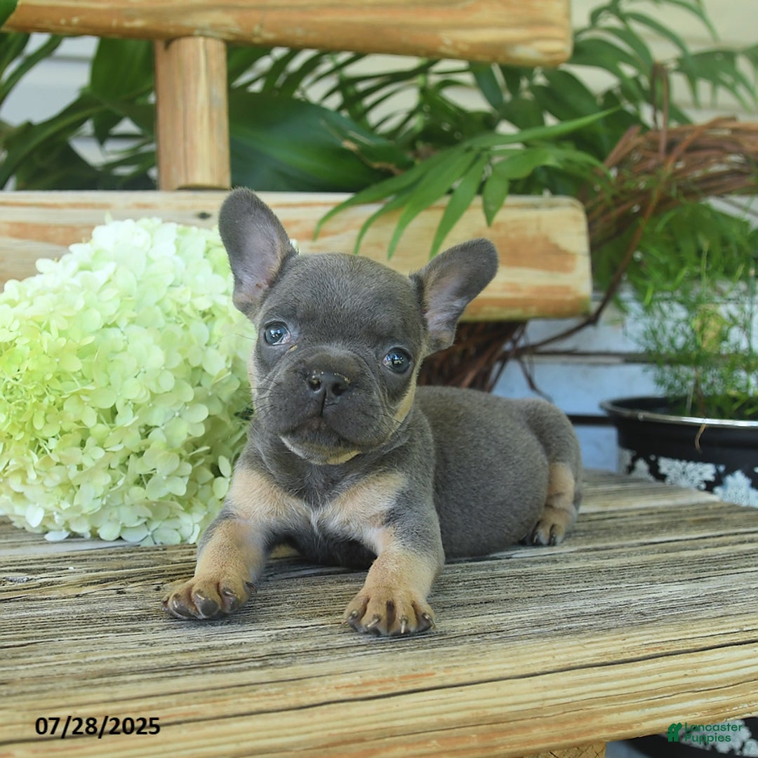 French Bulldog dogs for sale: Tess - Image 4