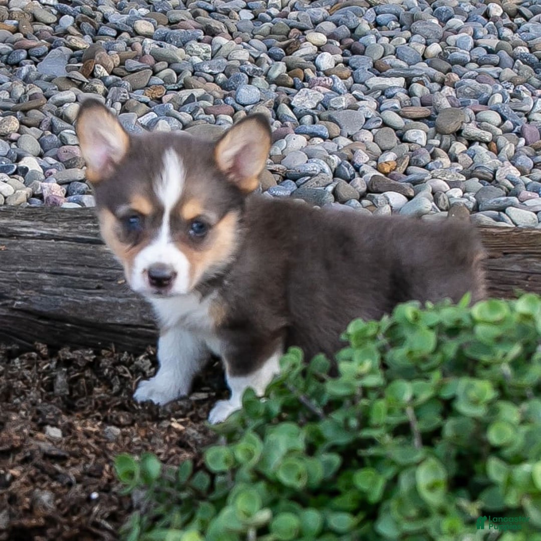 Welsh Corgi Pembroke dogs for sale: Zoe - Image 1