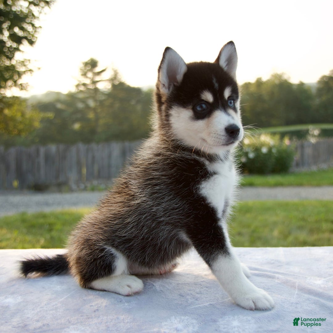 Pomsky dogs for sale: Tessa - Image 2
