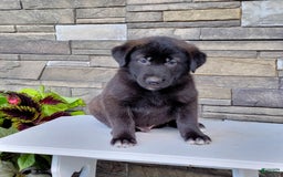 Labrador Retriever dogs for sale: Jabel - Image 4
