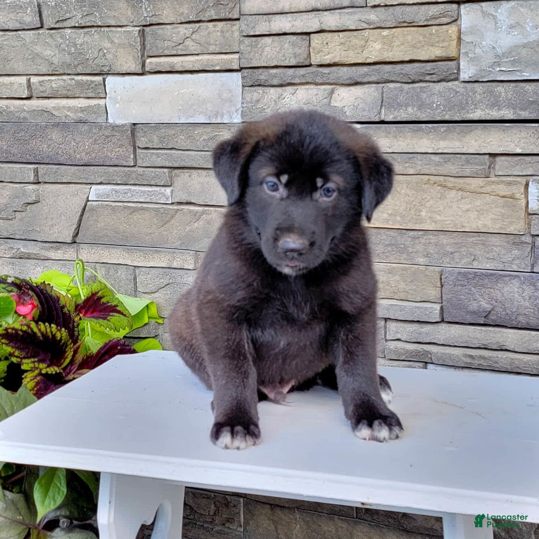 Labrador Retriever dogs for sale: Jabel - Image 4