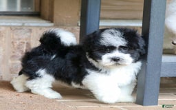 Havanese dogs for sale: Jack - Image 5
