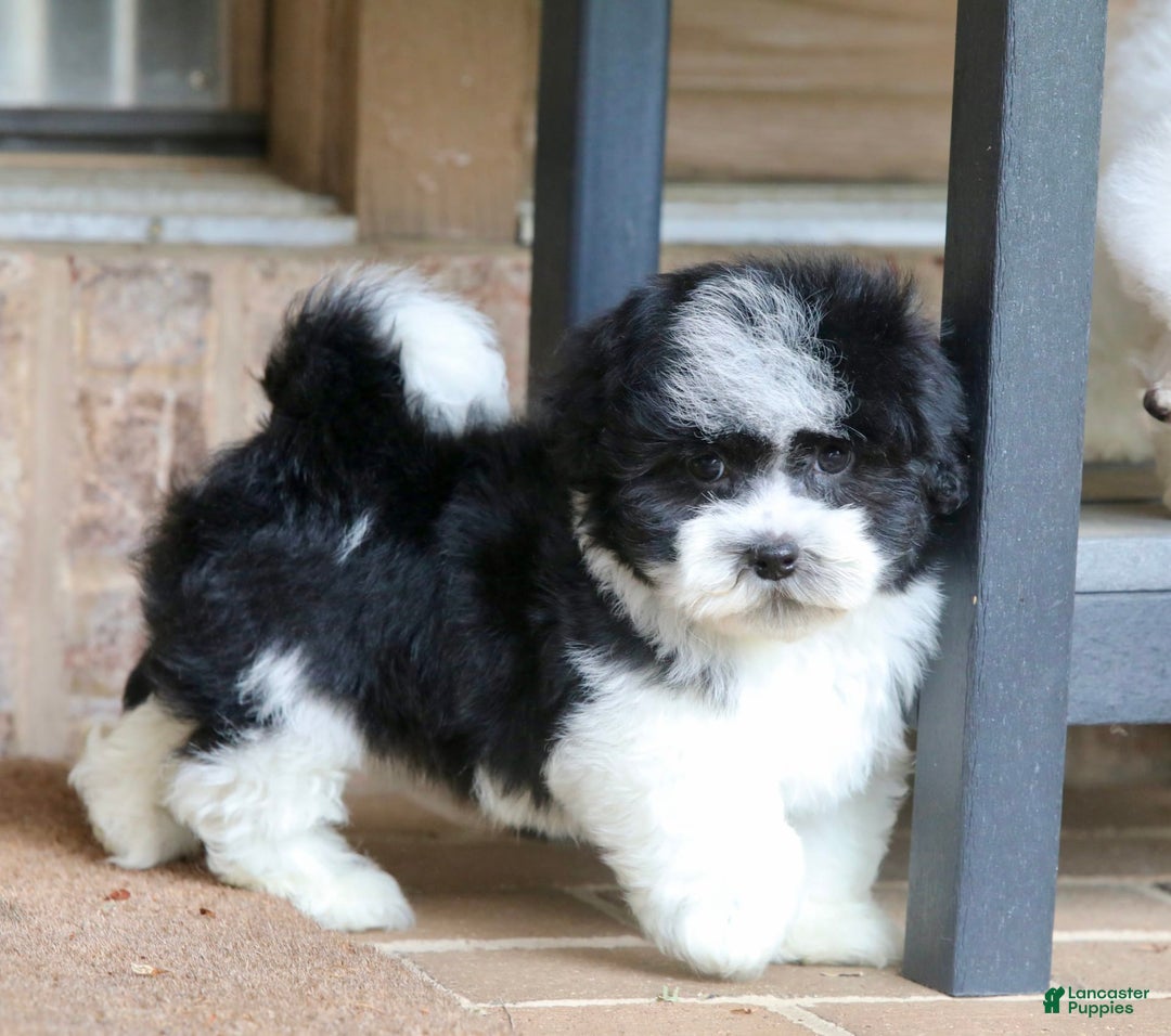 Havanese dogs for sale: Jack - Image 5