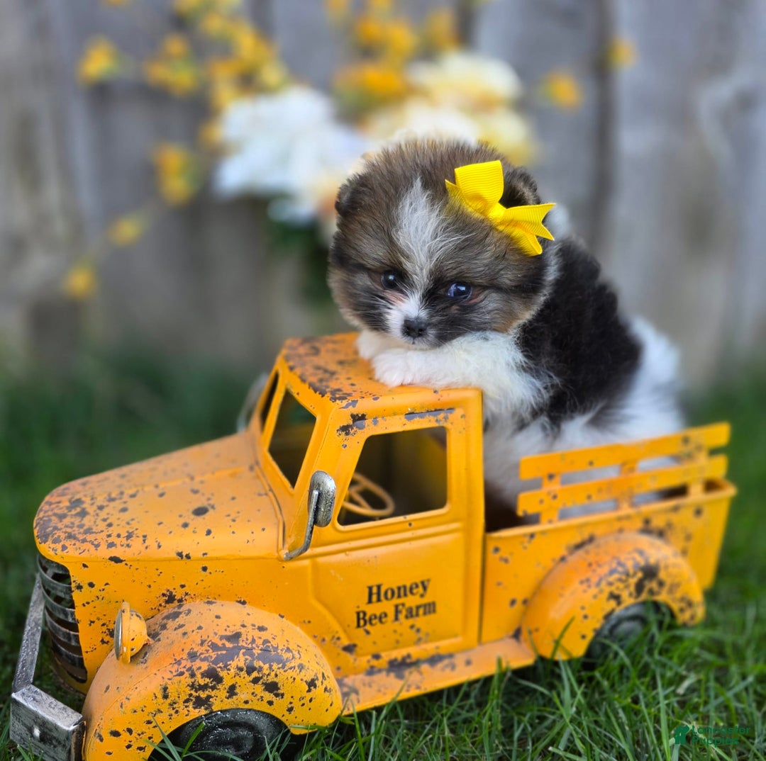 Pomeranian dogs for sale: Nirvana - Image 26