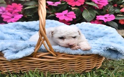 Bichon Frise dogs for sale: Marco - Image 2