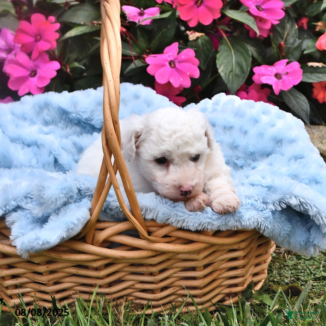 Bichon Frise dogs for sale: Marco - Image 2