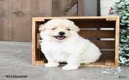 Pomapoo dogs for sale: Roxie - Image 1
