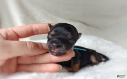 Morkie dogs for sale: "teacup" Cricket - Image 2